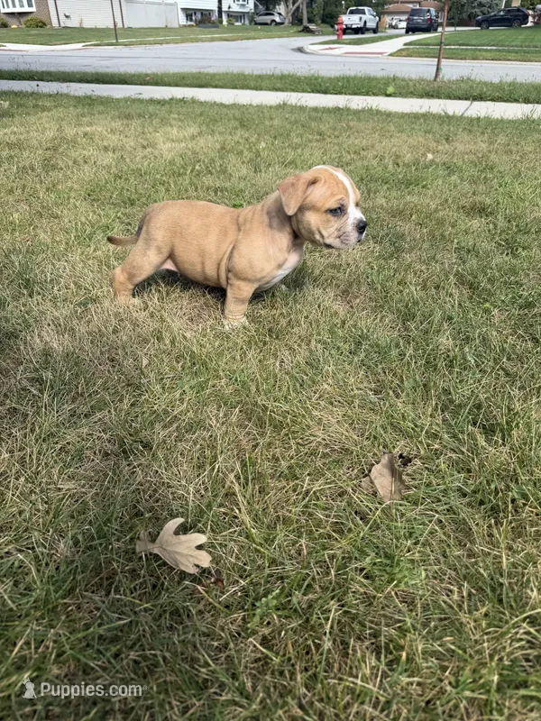 Extreme Merle Bull female puppy!!! – American Bully puppy for sale in Chicago, IL