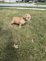 ABKC Extreme Merle Bull female puppy!!!, a female American Bully for sale in Chicago, IL – 1 of 5