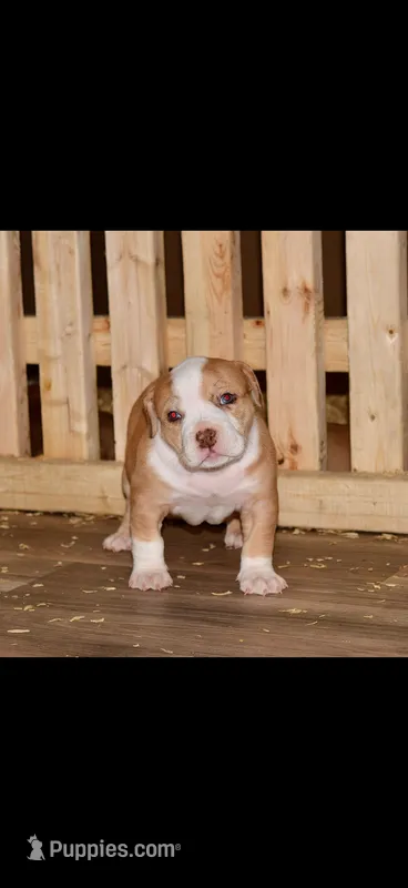 Extreme Merle Bull female puppy!!! – American Bully puppy for sale in Chicago, IL