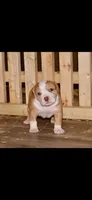 ABKC Extreme Merle Bull female puppy!!!, a female American Bully for sale in Chicago, IL – 2 of 5