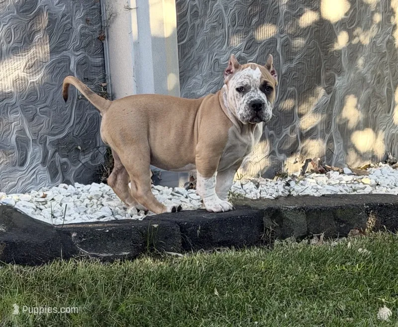 ABKC Extreme Bull female puppy!!! – American Bully puppy for sale in Chicago, IL
