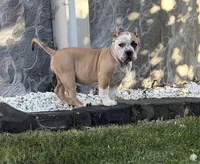 ABKC Extreme Bull female puppy!!!, a female American Bully for sale in Chicago, IL – 1 of 1