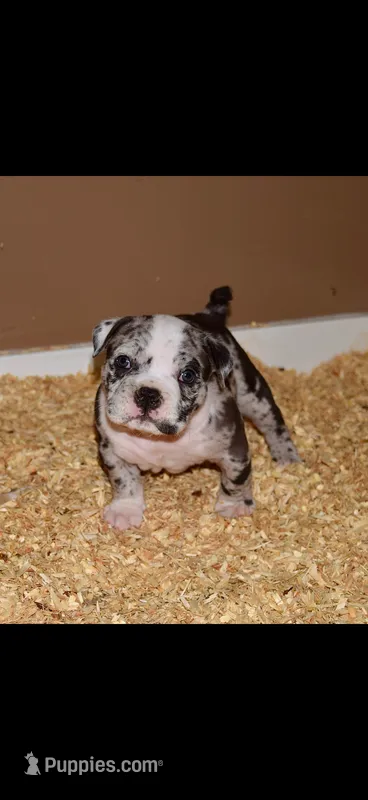 Extreme Merle Bull male puppy!!! – American Bully puppy for sale in Chicago, IL