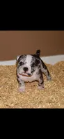 Extreme Merle Bull male puppy!!!, a male American Bully for sale in Chicago, IL – 1 of 4