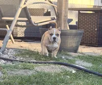 ABKC Extreme Bull female puppy!!!, a female American Bully for sale in Chicago, IL – 1 of 1