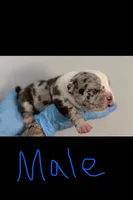 American bully's  , a male American Bully for sale in Crown Point, IN – 2 of 8