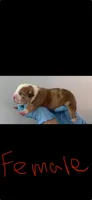American bully's  , a male American Bully for sale in Crown Point, IN – 5 of 8