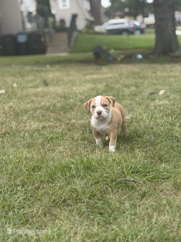 Extreme Merle Bull female puppy!!! – American Bully puppy for sale in Chicago, IL