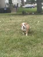 ABKC Extreme Merle Bull female puppy!!!, a female American Bully for sale in Chicago, IL – 1 of 5