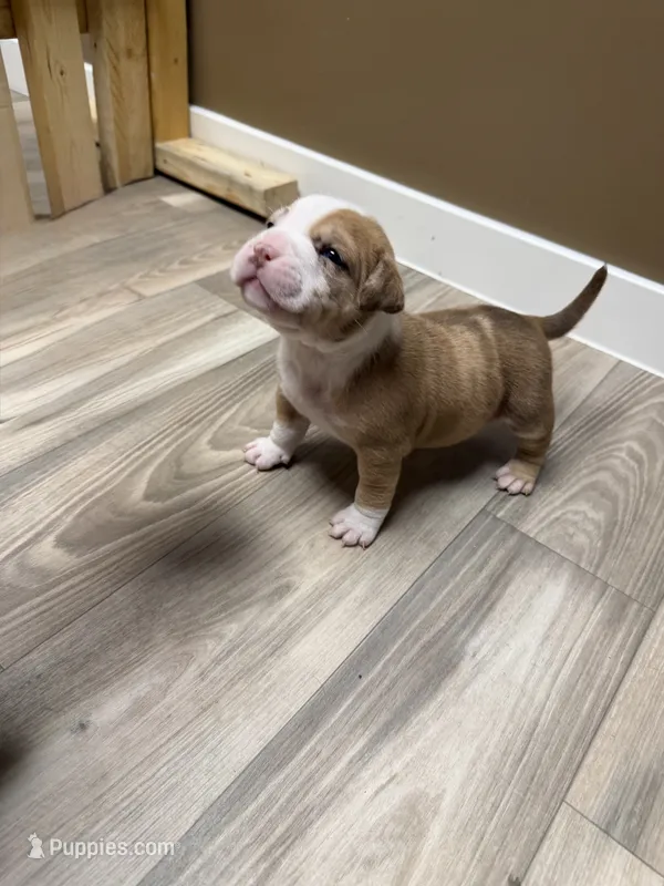 American bully female – American Bully puppy for sale in Crown Point, IN
