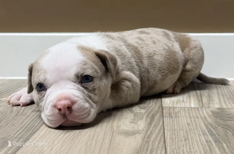 Extreme Merle Bull male puppy!!! – American Bully puppy for sale in Chicago, IL