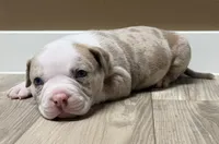 ABKC Extreme Merle Bull male puppy!!!, a male American Bully for sale in Chicago, IL – 4 of 6