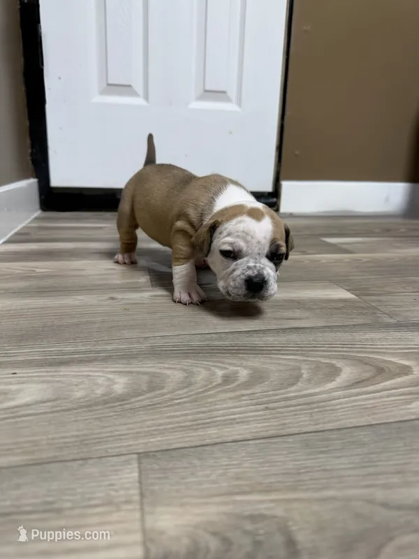 American bully female – American Bully puppy for sale in Crown Point, IN