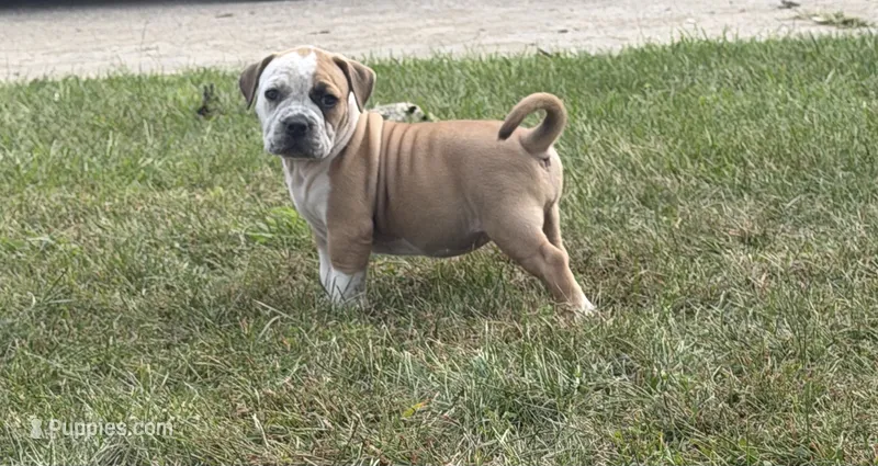 Extreme Bull female puppy!!! – American Bully puppy for sale in Chicago, IL