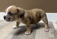 ABKC Extreme Merle Bull female puppy!!!, a female American Bully for sale in Chicago, IL – 3 of 5