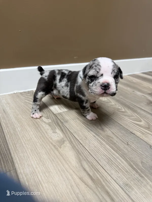 American bully male – American Bully puppy for sale in Crown Point, IN