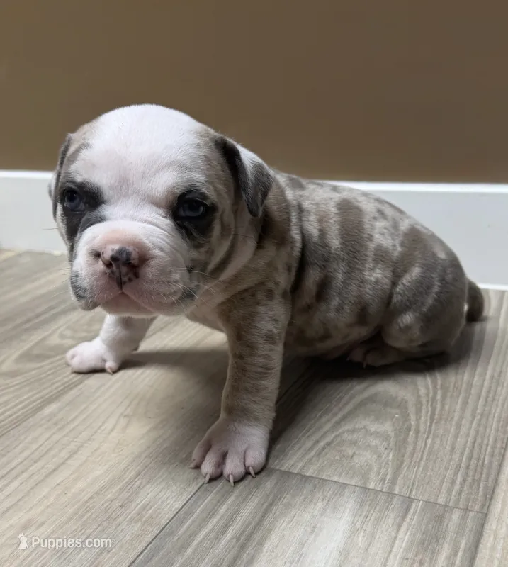 Extreme Merle Bull male puppy!!! – American Bully puppy for sale in Chicago, IL