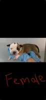 American bully's  , a male American Bully for sale in Crown Point, IN – 8 of 8