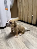 Extreme Merle Bull female puppy!!!, a female American Bully for sale in Chicago, IL – 1 of 2