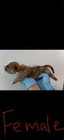 American bully's  , a male American Bully for sale in Crown Point, IN – 6 of 8