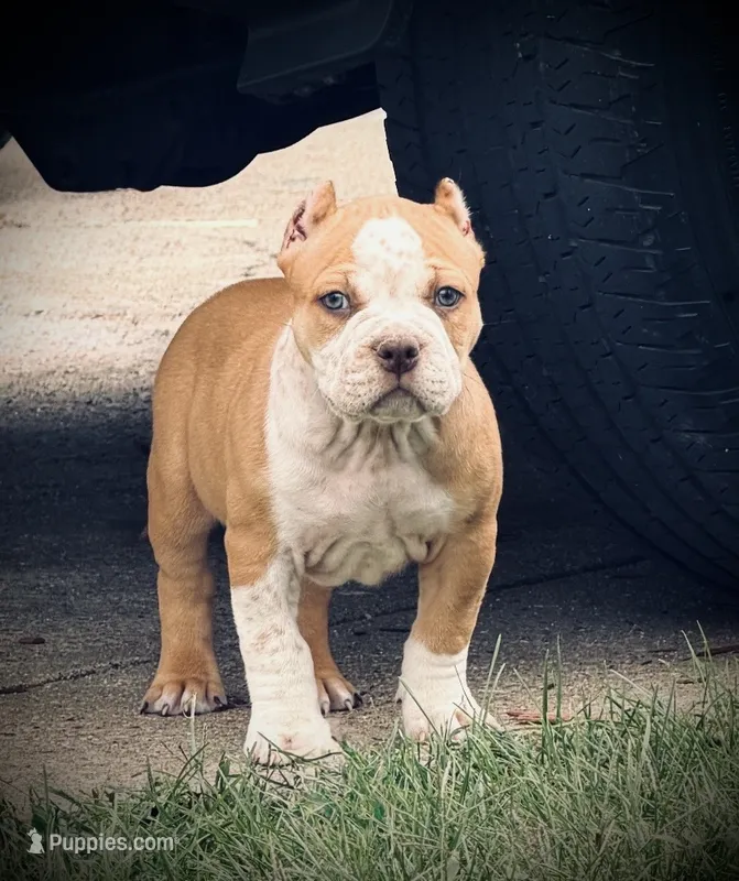 ABKC Extreme Bull male puppy!!! – American Bully puppy for sale in Chicago, IL
