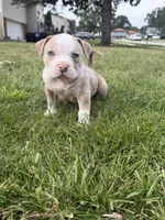 ABKC Extreme Merle Bull male puppy!!!, a male American Bully for sale in Chicago, IL – 2 of 6