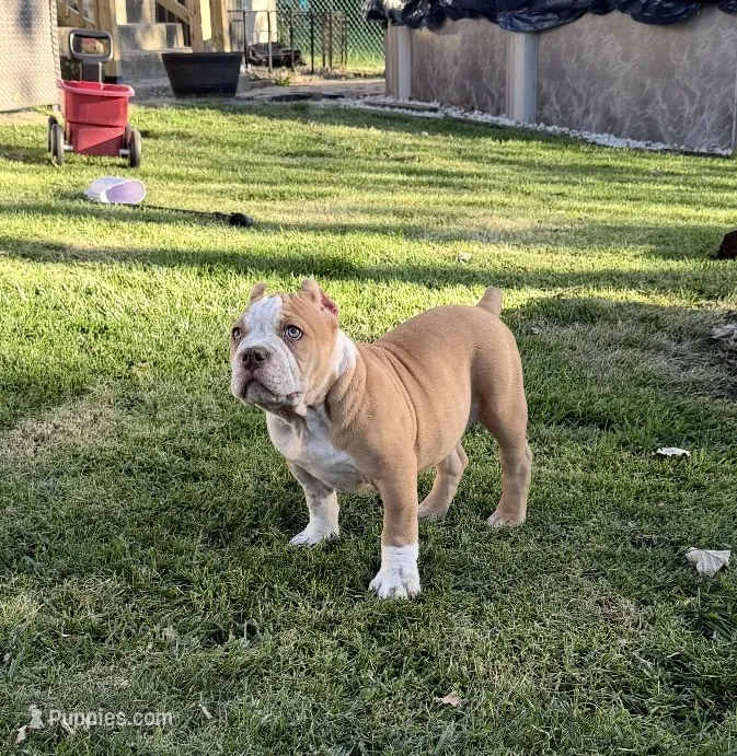 ABKC Extreme Bull male puppy!!! – American Bully puppy for sale in Chicago, IL