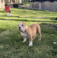 ABKC Extreme Bull male puppy!!!, a male American Bully for sale in Chicago, IL – 1 of 1