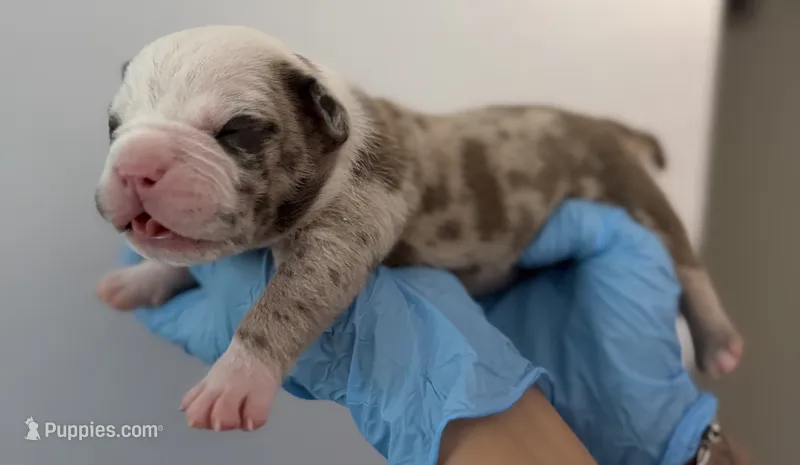 American bully male – American Bully puppy for sale in Crown Point, IN