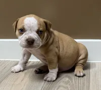 ABKC Extreme Bull male puppy!!!, a male American Bully for sale in Chicago, IL – 3 of 5