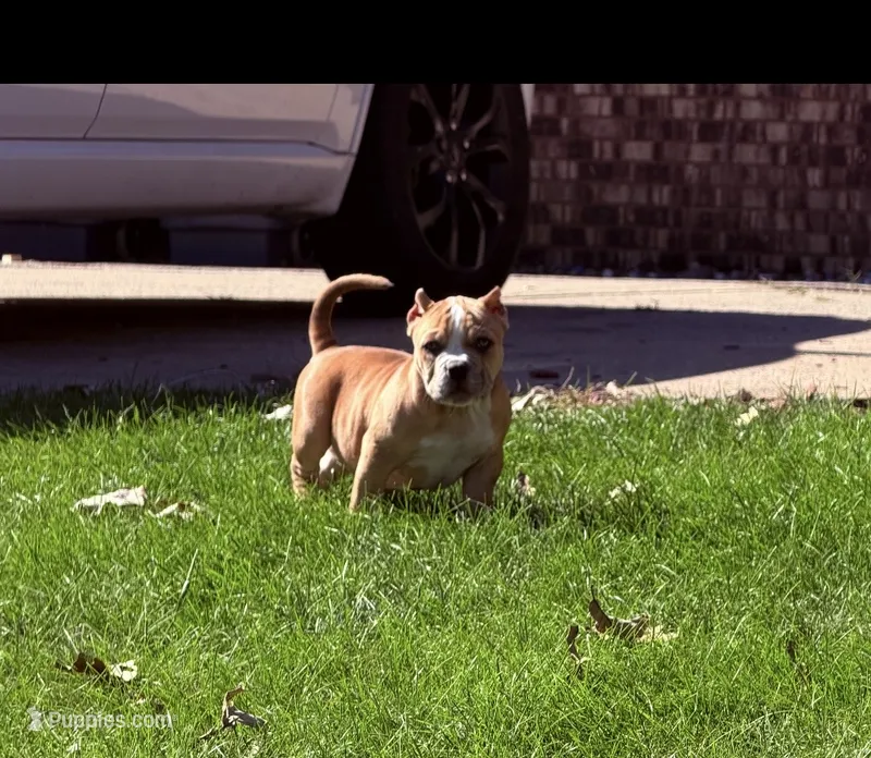ABKC Extreme Bull female puppy!!! – American Bully puppy for sale in Chicago, IL