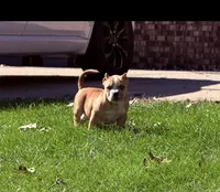 ABKC Extreme Bull female puppy!!!, a female American Bully for sale in Chicago, IL – 1 of 1