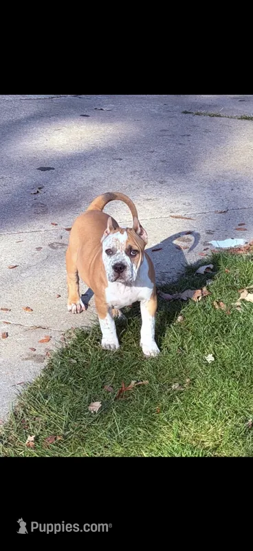 ABKC Extreme Bull female puppy!!! – American Bully puppy for sale in Chicago, IL