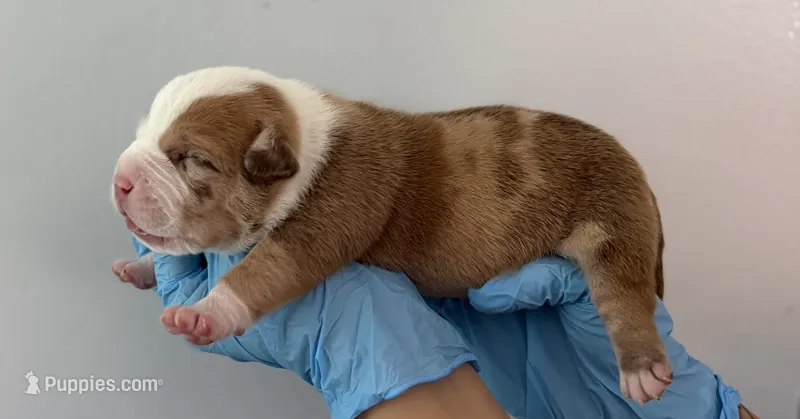 American bully female – American Bully puppy for sale in Crown Point, IN