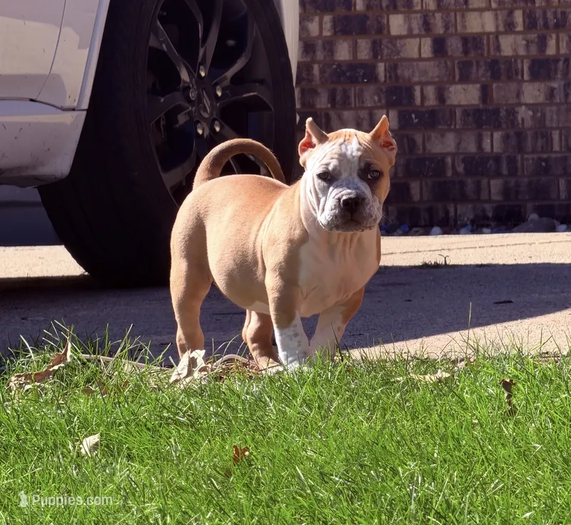 About ABKC Extreme Bull female puppy!!! – American Bully puppy for sale in Chicago, IL