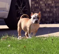 About ABKC Extreme Bull female puppy!!!, a female American Bully for sale in Chicago, IL – 1 of 1