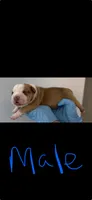 American bully's  , a male American Bully for sale in Crown Point, IN – 7 of 8