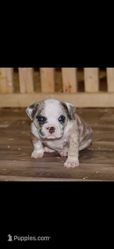 Extreme Merle Bull male puppy!!! – American Bully puppy for sale in Chicago, IL