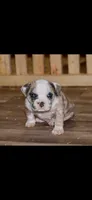 Extreme Merle Bull male puppy!!!, a male American Bully for sale in Chicago, IL – 1 of 3