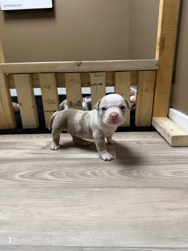 American bully male – American Bully puppy for sale in Crown Point, IN