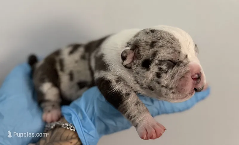 American bully male – American Bully puppy for sale in Crown Point, IN