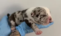 American bully male, a male American Bully for sale in Crown Point, IN – 1 of 1
