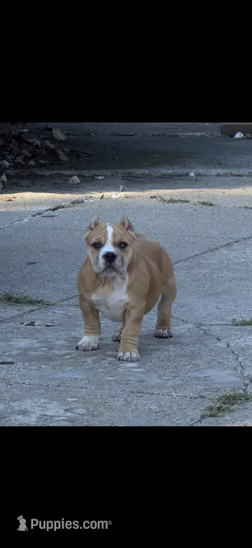 ABKC Extreme Bull female puppy!!! – American Bully puppy for sale in Chicago, IL