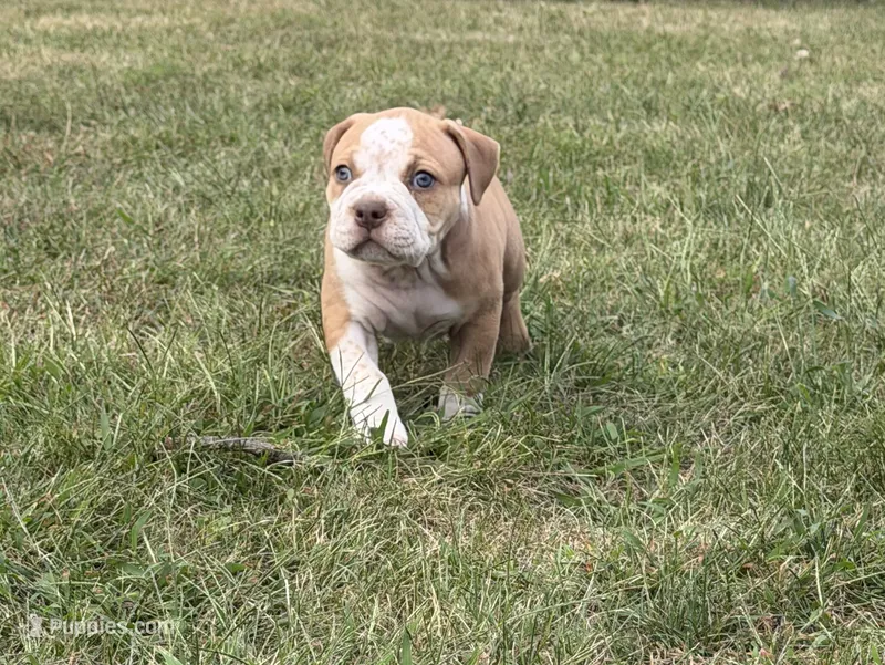 Extreme Bull male puppy!!! – American Bully puppy for sale in Chicago, IL