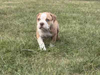 ABKC Extreme Bull male puppy!!!, a male American Bully for sale in Chicago, IL – 1 of 5
