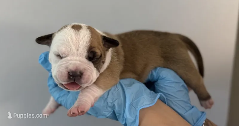 American bully female – American Bully puppy for sale in Crown Point, IN