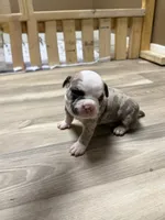 Extreme Merle Bull male puppy!!!, a male American Bully for sale in Chicago, IL – 1 of 2