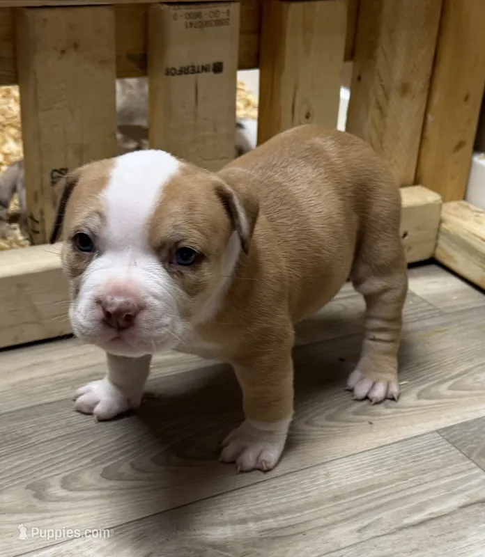 Extreme Merle Bull female puppy!!! – American Bully puppy for sale in Chicago, IL