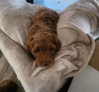 Bruno, a male Goldendoodle and Miniature Goldendoodle for sale in Phoenix, AZ – Photo 3 of 7