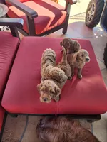 Bruno, a male Goldendoodle and Miniature Goldendoodle for sale in Phoenix, AZ – Photo 7 of 7